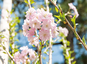 内野小学校の桜
