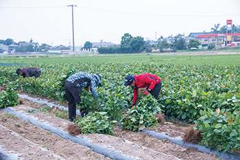 若手農家と協力しながらの収穫
