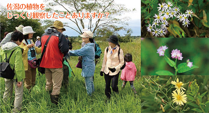 佐潟秋の植物観察会