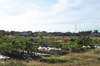 金巻市民農園