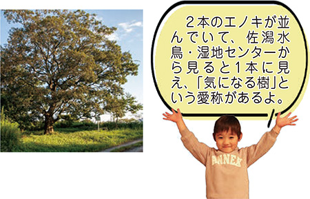 新潟市指定保存樹エノキ