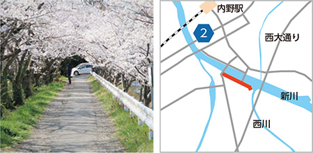 新川左岸沿いの桜並木道