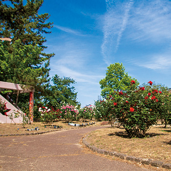 寺尾中央公園　バラ園