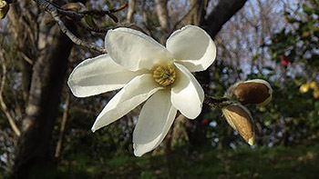 佐潟に咲く春の花