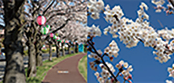 西川沿いの桜