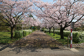 寺尾中央公園の桜