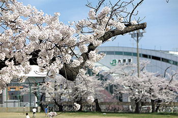 内野小学校の桜