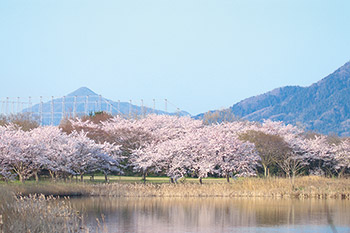 佐潟の桜