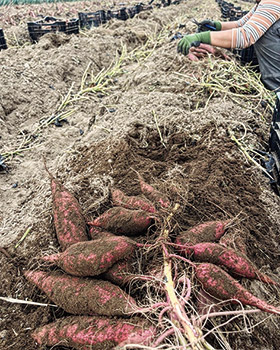 山月farm（さんげつファーム）