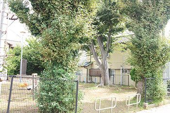いちょう公園