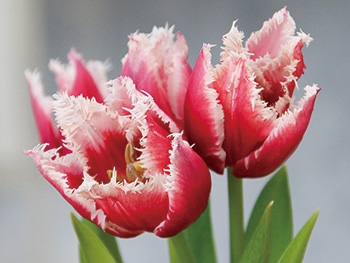 黒埼産チューリップ展