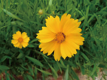 オオキンケイギク