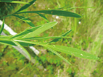 オオキンケイギク