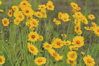 オオキンケイギク