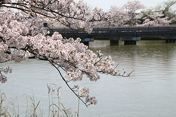新川の桜