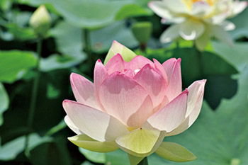 ハスの花