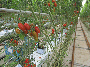 栽培しているミニトマトの写真