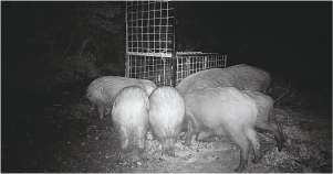 捕獲の檻に集まるイノシシの写真