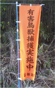 のぼり旗の写真