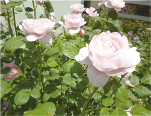 巻図書館花壇の写真