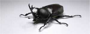 カブトムシの写真