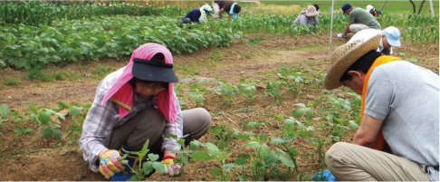中之口農業体験公園で収穫体験の写真