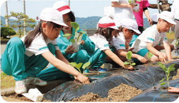巻北小学校2年生が学校敷地内に白なすや紫色に育つミニトマトなど「にしかん なないろ野菜」を含む野菜の苗を植える様子