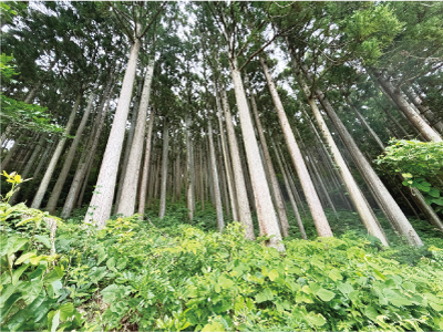 角田山に植えてある杉
