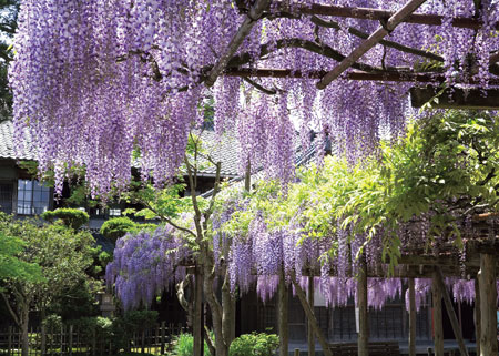 写真　5月初旬から開花する北方文化博物館（江南区）の樹齢150年の大藤棚