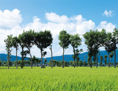 写真　夏井のはざ木