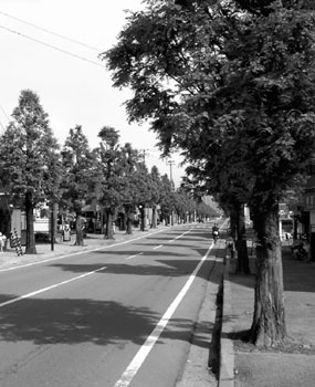 写真　新・日本街路樹百景に選ばれた北区のメタセコイア通り