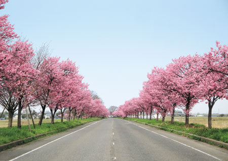 写真　「マイロード桜の舞うみち」の陽光桜（秋葉区）