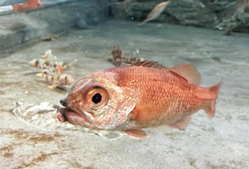 写真 展示水槽で泳ぐアカムツ(通称:のどぐろ)