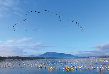 写真 角田山を背景にハクチョウが飛ぶ佐潟