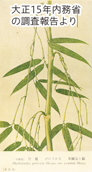 写真　国指定天然記念物　鳥屋野逆ダケの図