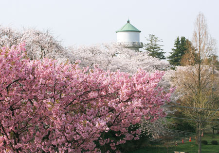 写真　旧白根配水塔と満開の桜（南区）