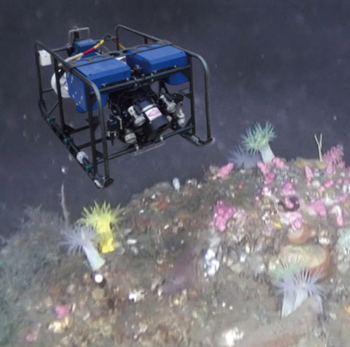 水中探査機で見た！日本海の海底と生物
