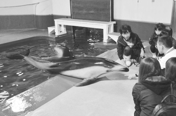 いきもの教室「イルカを調べてみよう」