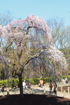 京都円山公園の流れをくむ枝垂（しだ）れ桜