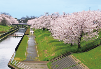 鷲ノ木大通川の両岸に並ぶ桜並木