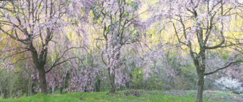 米美知子新春写真展「桜もよう」