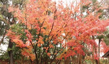 大庄屋の住宅の庭で見る紅葉