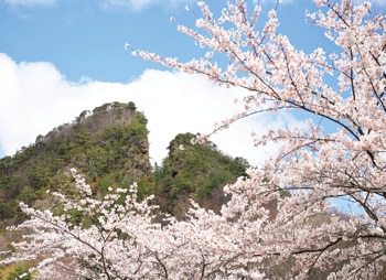 佐渡金山と桜