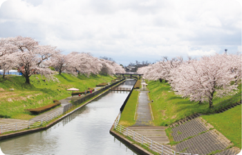 桜遊歩道公園