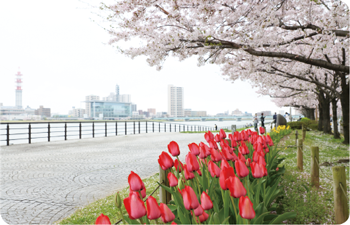 信濃川やすらぎ堤緑地