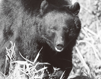 クマの写真