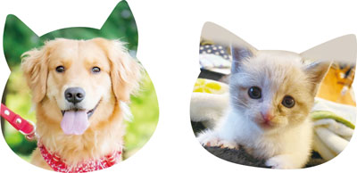 犬・猫の写真