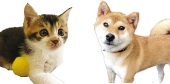 犬・猫の写真