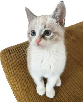 猫の写真