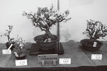 秋葉区産　花の展覧会